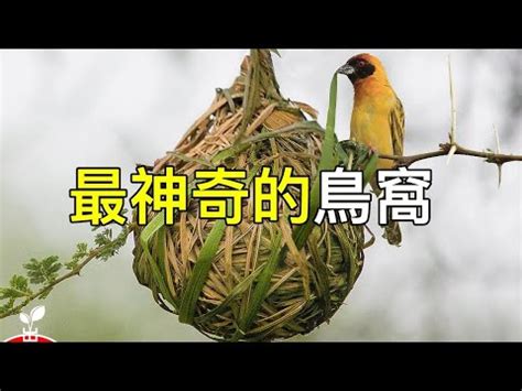 小鳥來築巢|【小鳥築巢在家】小鳥築巢我家！好兆頭？還是另有玄機？